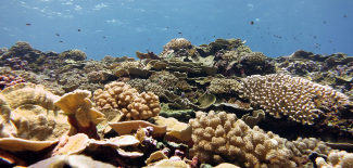 Healthy coral found in the waters of American Samoa.