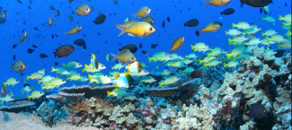 Several species of fish schooling above a coral reef.