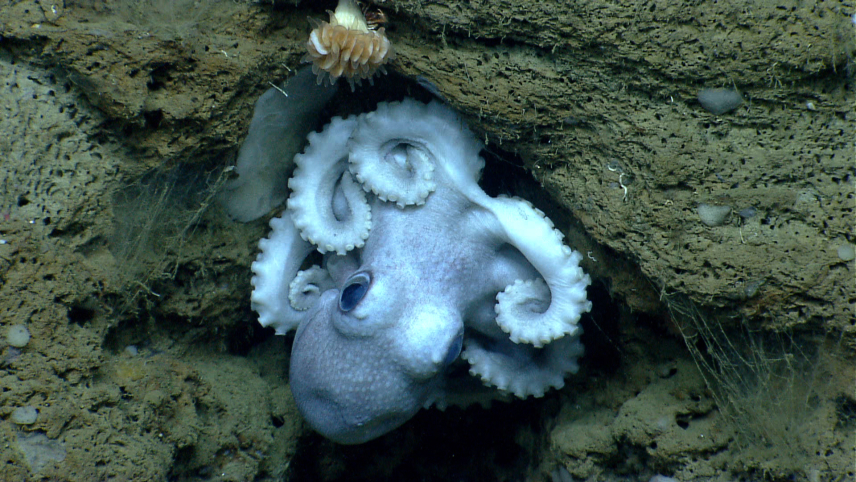 A greyish octopus curls upside down, nestled in a coral reef.