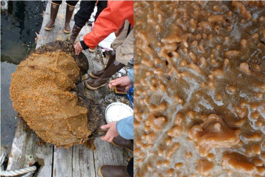 Two photos. Left: A piece of equipment that looks like it might be made of wire, but is unrecognizable due to a slimy biological film covering the majority of it. Right: Close-up image of a tunicate