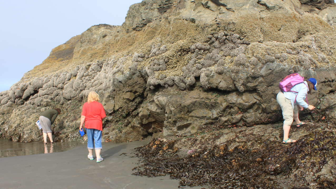 Three educators explore a rocky outcropping and nearby tidal pools on a beach.