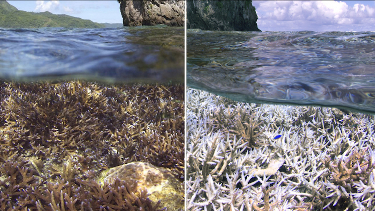 Before and after images of heat-stress related coral bleaching in American Samoa, in the tropical Pacific.