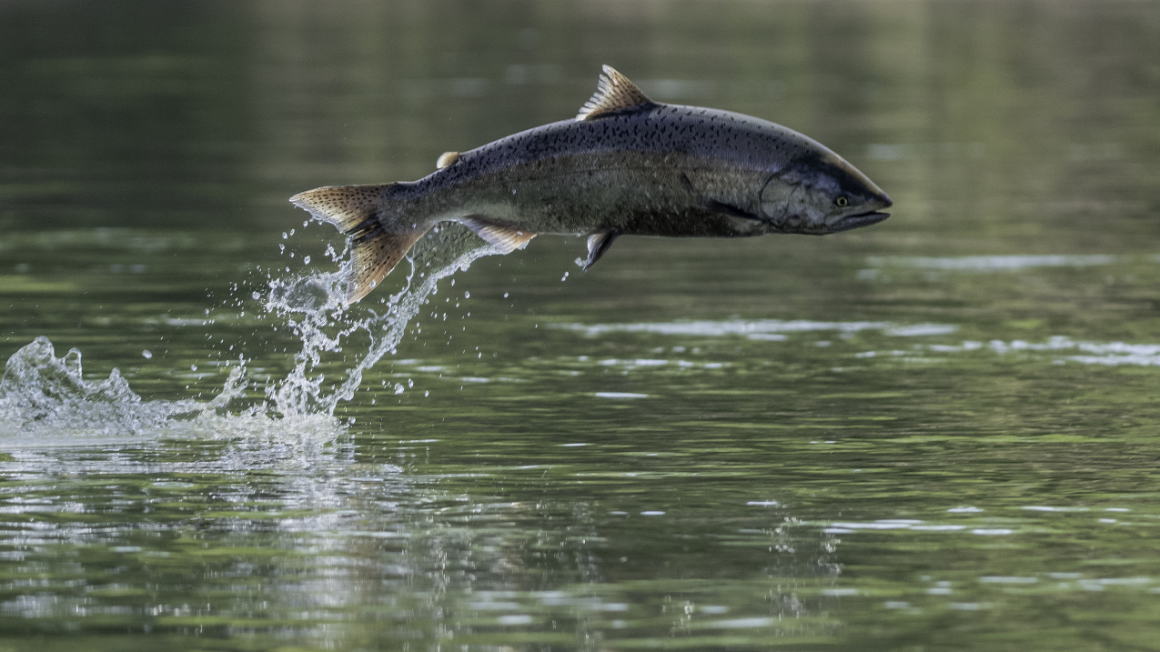 Photo of an endangered Chinook Salmon jumps in the California Sacramento River.