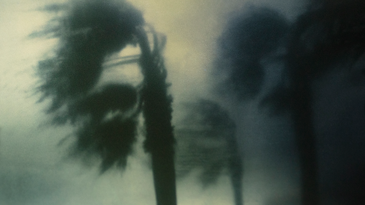 A darkened scene of palm trees amidst heavy wind and rain.