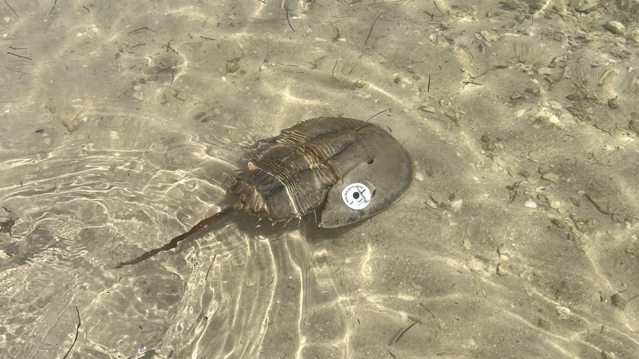 A horseshoe crab is swimming in the water, approximately calf-deep, with a white tag saying that it is has been counted for the Florida Horseshoe Crab Watch project.