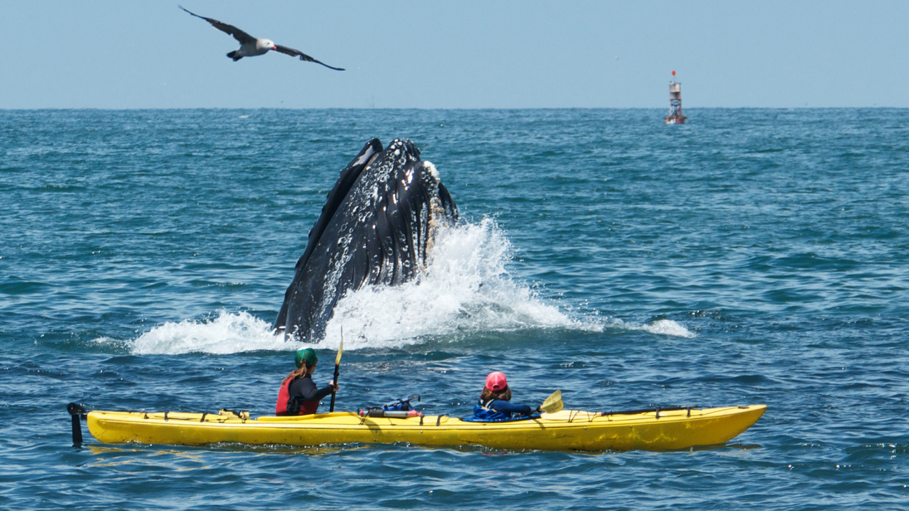 Photo of recreational kayakers paddling by a lunge-feeding humpback whale just offshore of Moss Landing in California during a kayaking excursion. Marine tourism and recreation contributed a total of $232 billion to the overall economy in 2021.