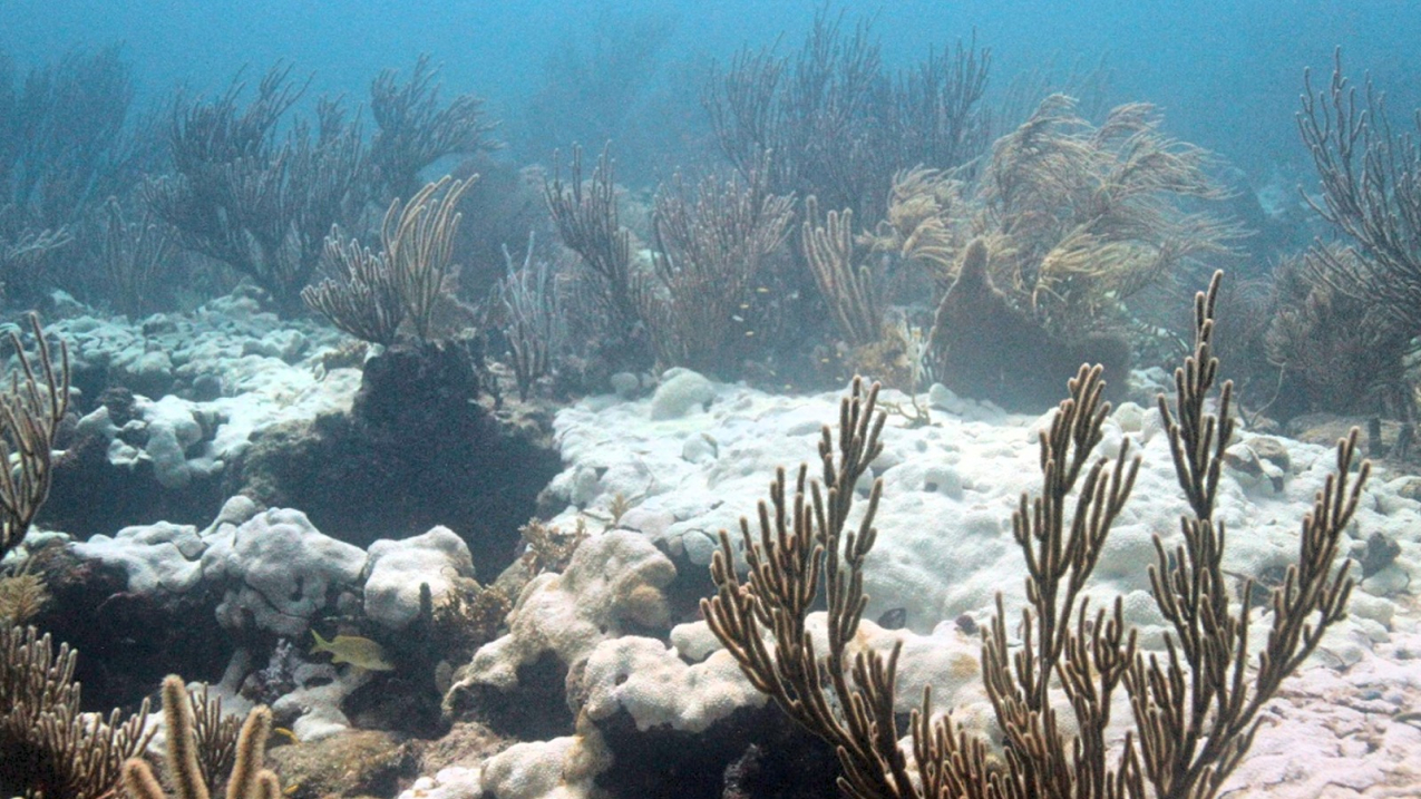 Extensive bleaching of the soft coral Palythoa caribaeorum on Emerald Reef, Key Biscayne, Florida. Date unknown.