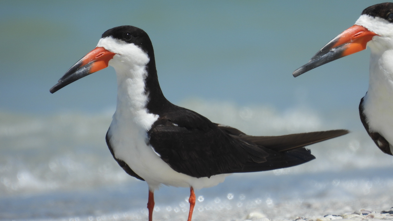A black long-winged bird with a white breast and belly stands on a shell beach. The top of its long beak is shorter than the bottom.