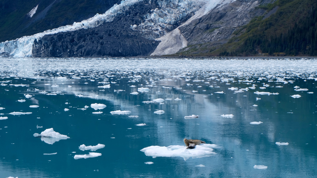 Photo showing Arctic seals float on ice in the waters near Whittier, Alaska, June 2023. 