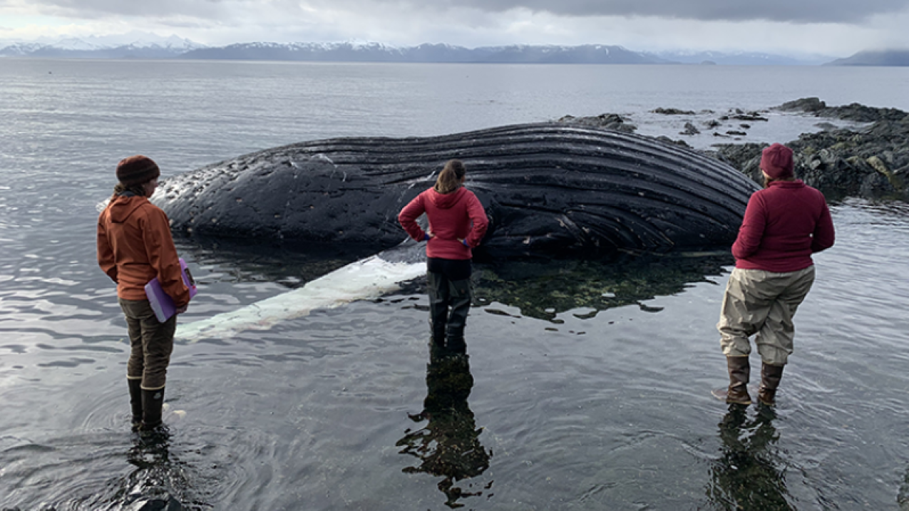Three people with their backs to the camera examine a large, dead humpback whale that appears to have washed ashore.