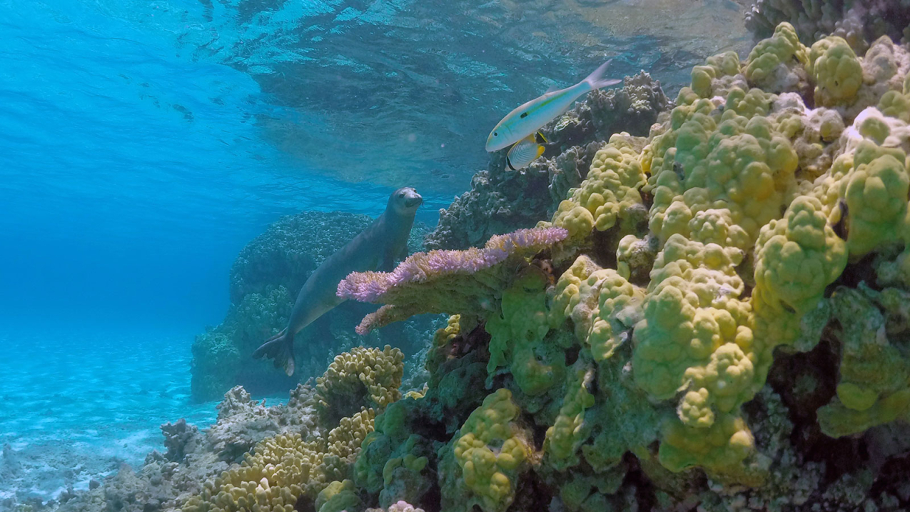 Photo showing endangered Hawaiian monk seal, fish and coral in the complex and highly productive marine ecosystems of Papahānaumokuākea in Hawaii. (Credit: NOAA)