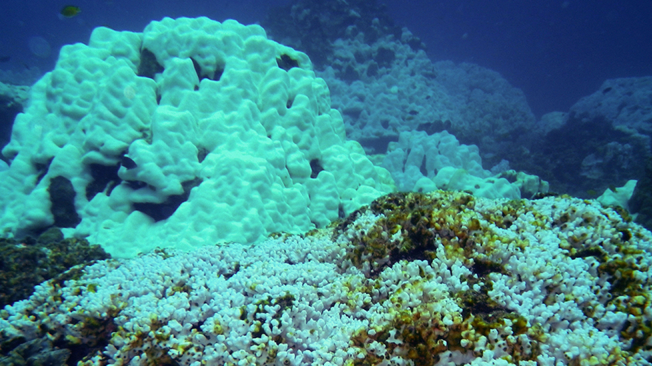 Coral bleaching in Thailand in 2010.