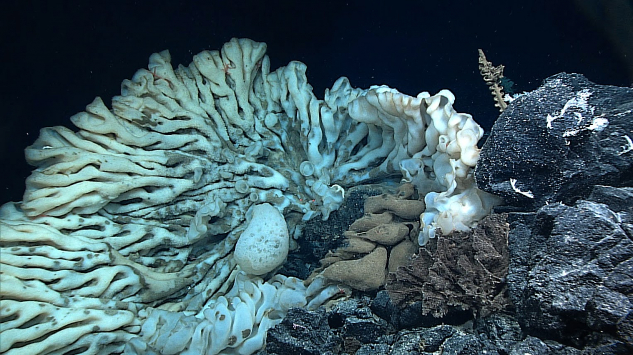 A sponge the size of a minivan, the largest on record, was found in summer 2015 during a deep-sea expedition in Papahānaumokuākea Marine National Monument.