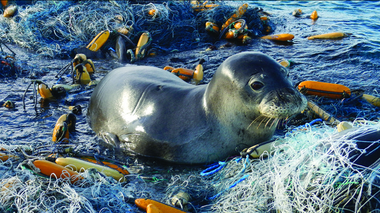 Marine debris is dangerous to wildlife even in the most remote places. This Hawaiian monk seal rests upon a derelict fishing net in Papahanaumokuakea Marine National Monument in the Northwestern Hawaiian Islands. 