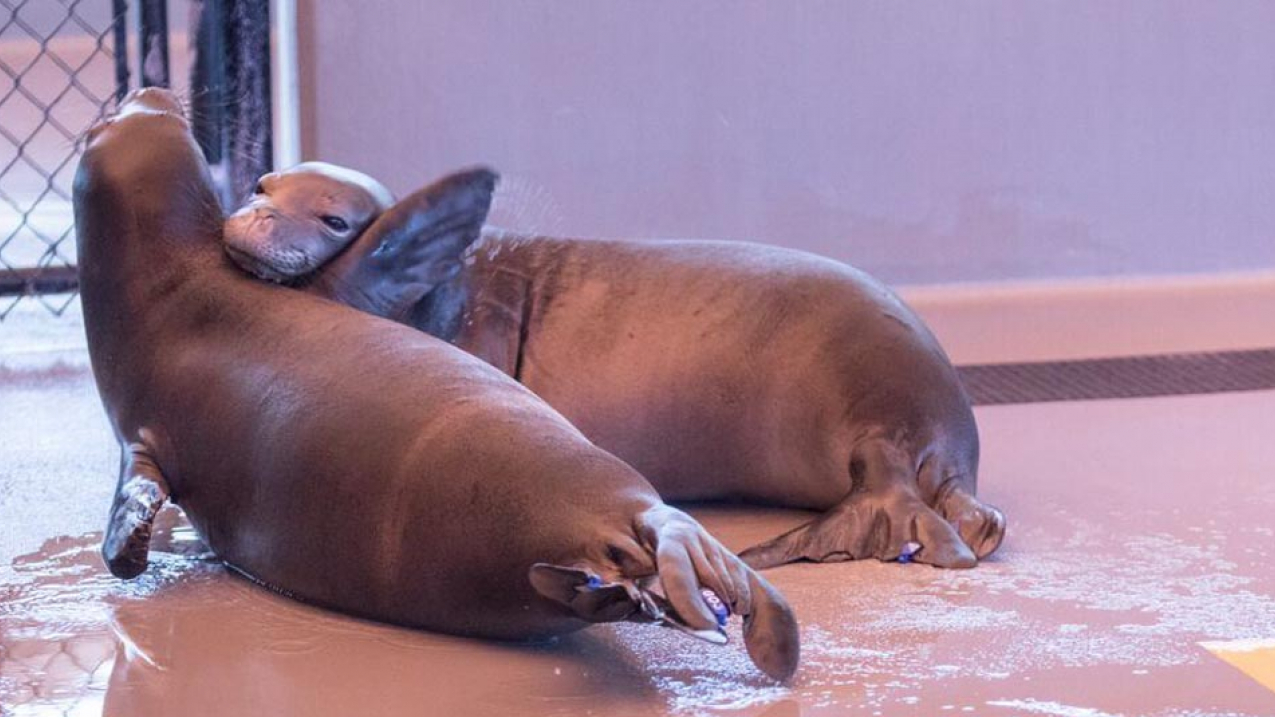 Two Hawaiian monk seals, Pearl and Hermes, are undergoing rehabilitation at the Ke Kai Ola hospital in Kailua-Kona on the Big Island of Hawaii. "Ke Kai Ola" is Hawaiian for "The Healing Sea."