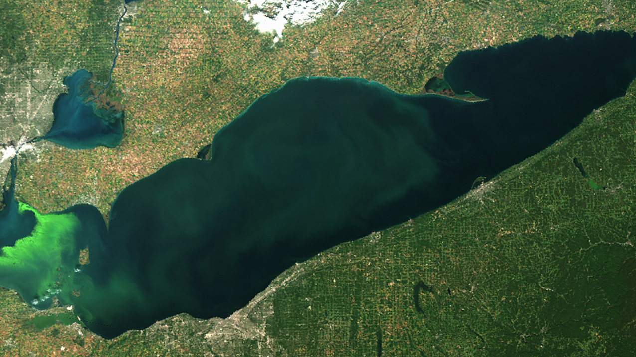 Satellite image of Lake Erie on September 23, 2017. The bright green areas show the peak of last year's algal bloom – this year's bloom is predicted to be smaller. 