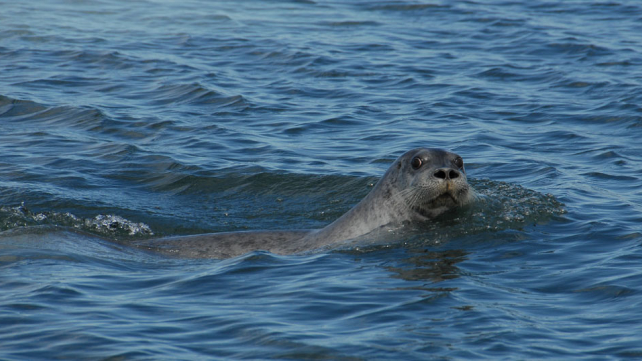 NOAA Fisheries' acoustic guidance divides marine mammals into five hearing groups, recognizing that not all marine mammals hear and use sound identically. The guidance identifies thresholds for each group. Arctic bearded seals, like this one, are extremely vocal. Within the guidance, bearded seals are part of the phocid pinniped hearing group.