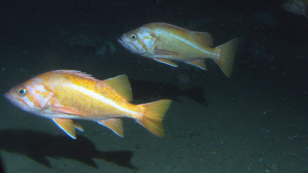 Two canary rockfish in pelagic region of rocky reef in NOAA's Cordell Bank National Marine Sanctuary off the central California coast. The species was one of two stocks no longer listed as overfished, as announced in the 2015 Status of U.S. Fisheries report released today.