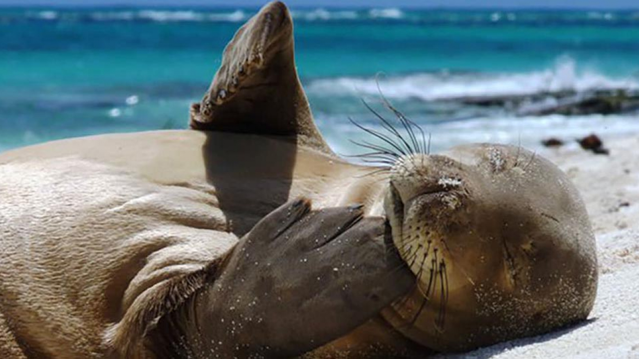 A juvenile Hawaiian monk seal rests on a beach on Tern Island, French Frigate Shoals. Projected sea-level rise at Papahanaumokuakea Marine National Monument could threaten these and other marine mammals.