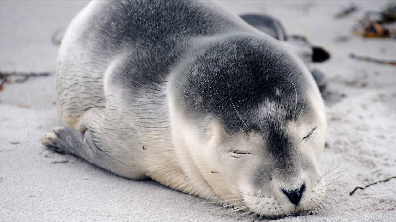 A photo of a harbor seal pup sleeping on a beach.