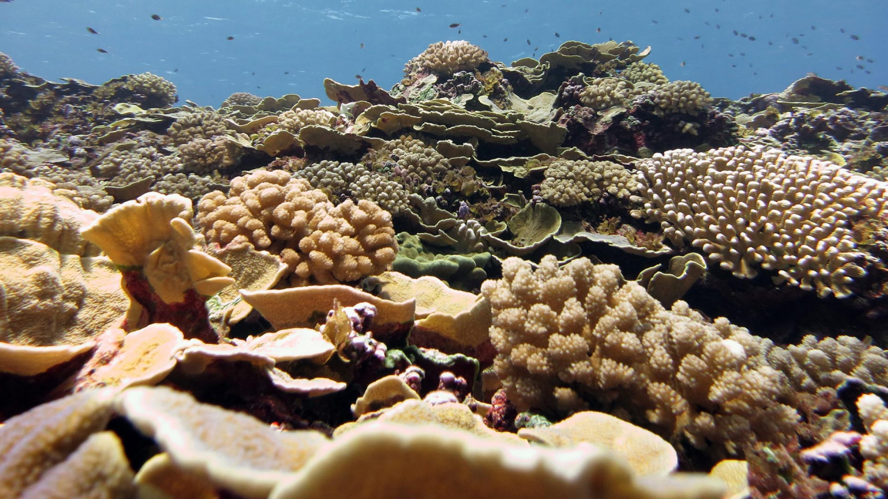 The forereef benthic community at Swains Island in American Samoa is dominated by an assemblage of plating Montipora and branching cauliflower coral (Pocillopora meandrina).