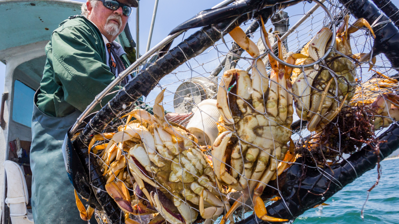 Dungeness crabs caught by a California fisherman.