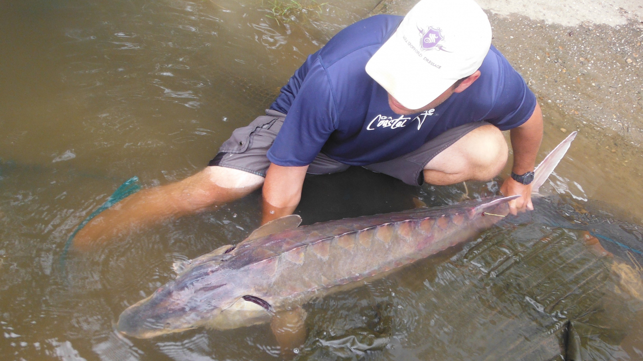 NOAA Fisheries biologist Jason Kahn holds an Atlantic sturgeon as part of a collaborative research project to study the species' spawning behavior.