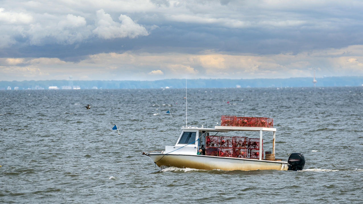 Crab pots (traps) that are lost or abandoned in the Chesapeake Bay can have serious environmental and economic impacts. In this photo a Maryland crab boat fishes in the Chesapeake. 
