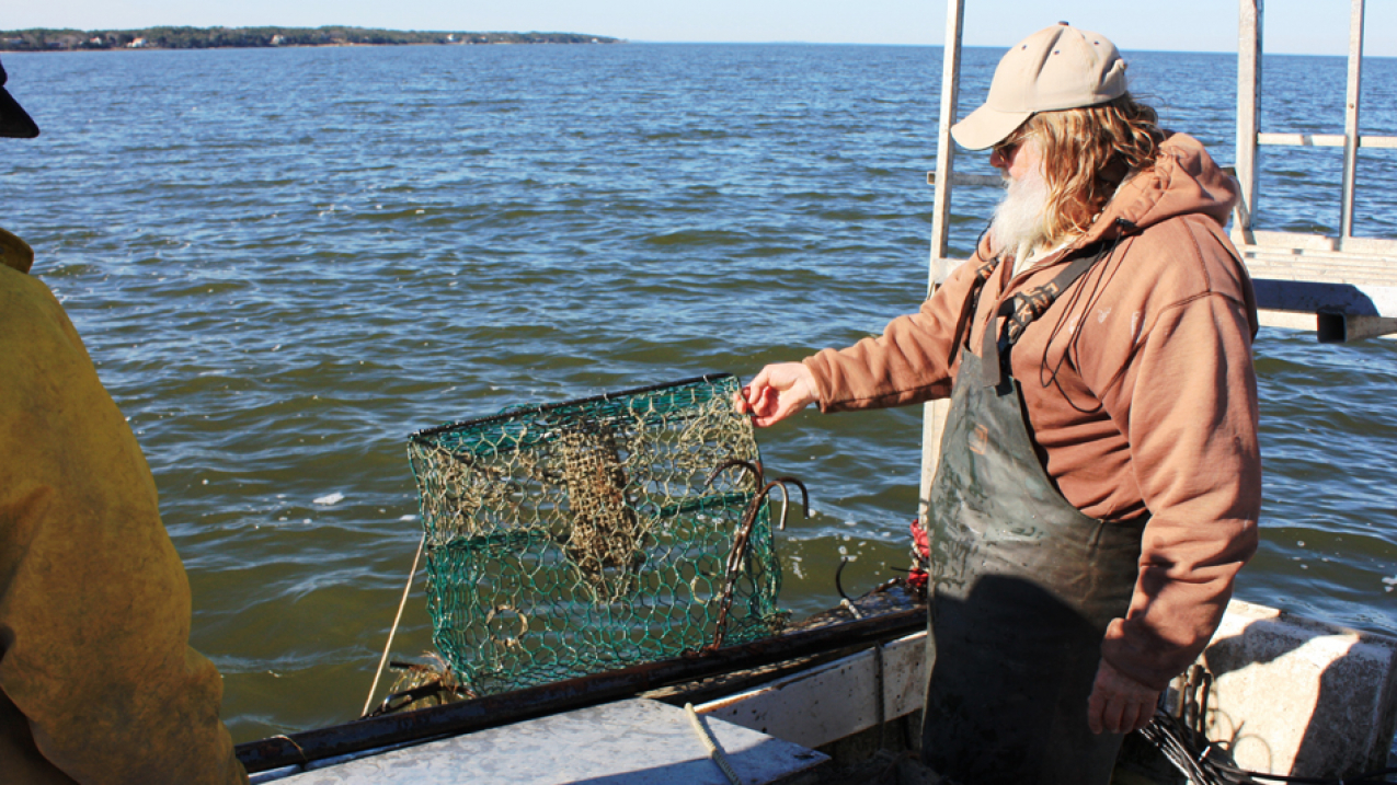 As part of a pilot program with the North Carolina Coastal Federation, funded through a NOAA Marine Debris Community-based removal grant, commercial fishermen remove derelict crab pots in order to repurpose them as artificial oyster reefs. 