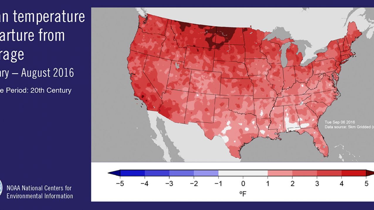 Year to date (January to August) mean surface temperature departure from average for the U.S. 
