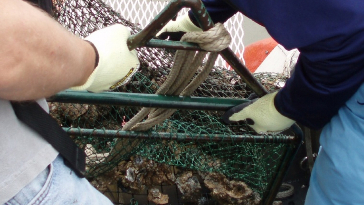 Fishermen collect oysters in the Gulf of Mexico. Several of the RESTORE Act Science Program awards are going towards projects looking at effects on oyster reefs and optimizing oyster resources.