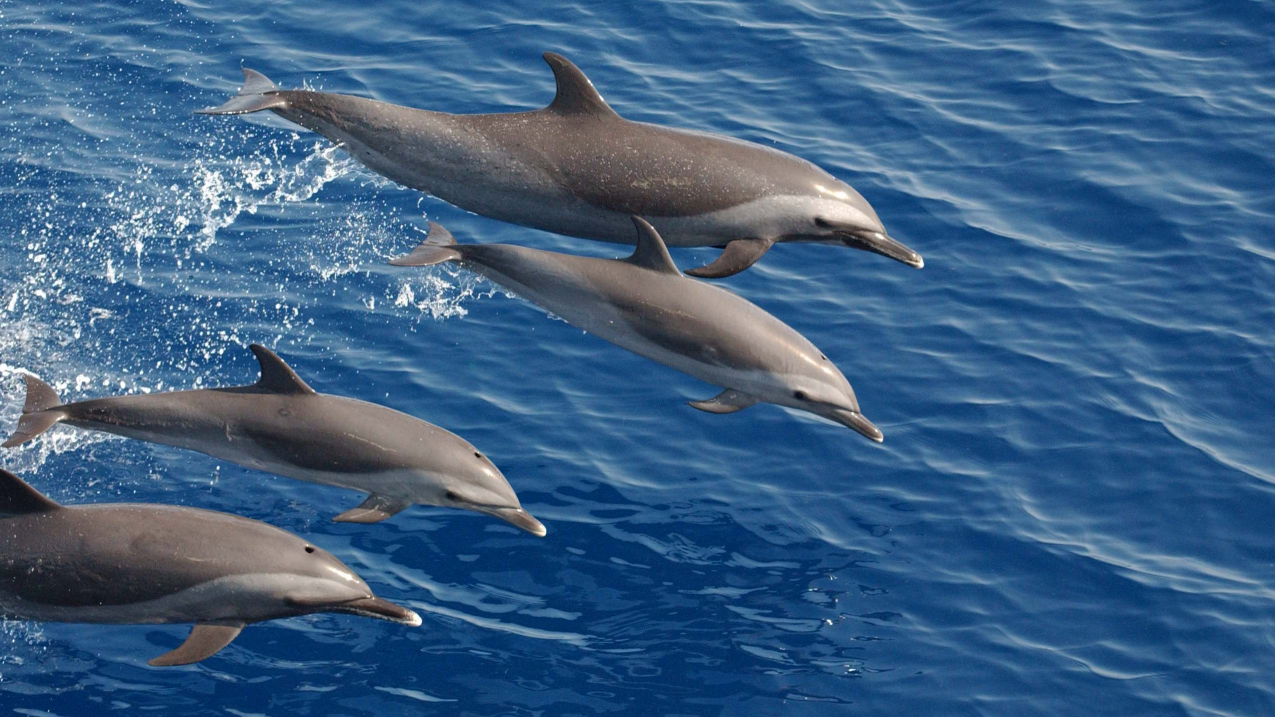 Pantropical spotted dolphins.