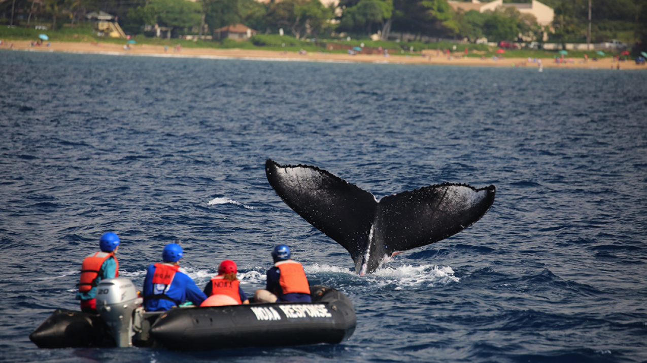 NOAA and partners work to remove large cable tangled around juvenile humpback whale in Hawaii.
