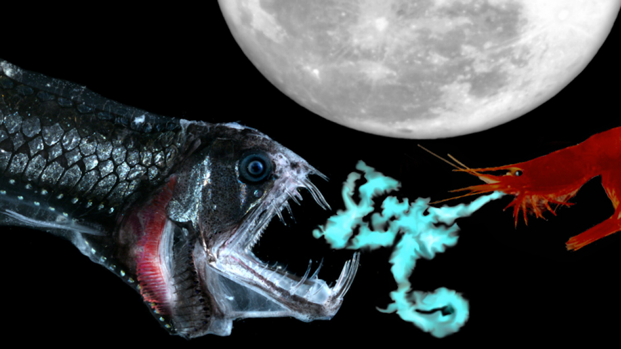 Here just a few of the sea creatures you'll learn about in NOAA Ocean Today's "Every Full Moon" video series.