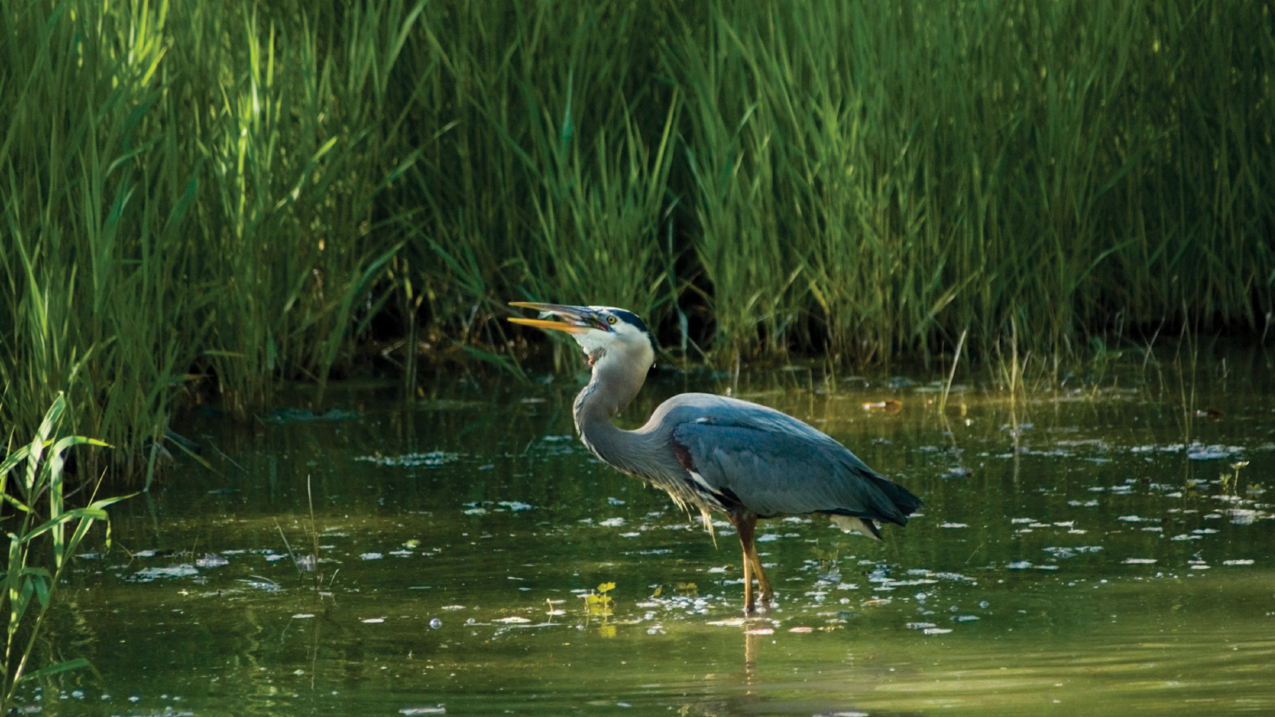 A great blue heron swallowing a fish while standing in still water surrounded by aquatic plants.