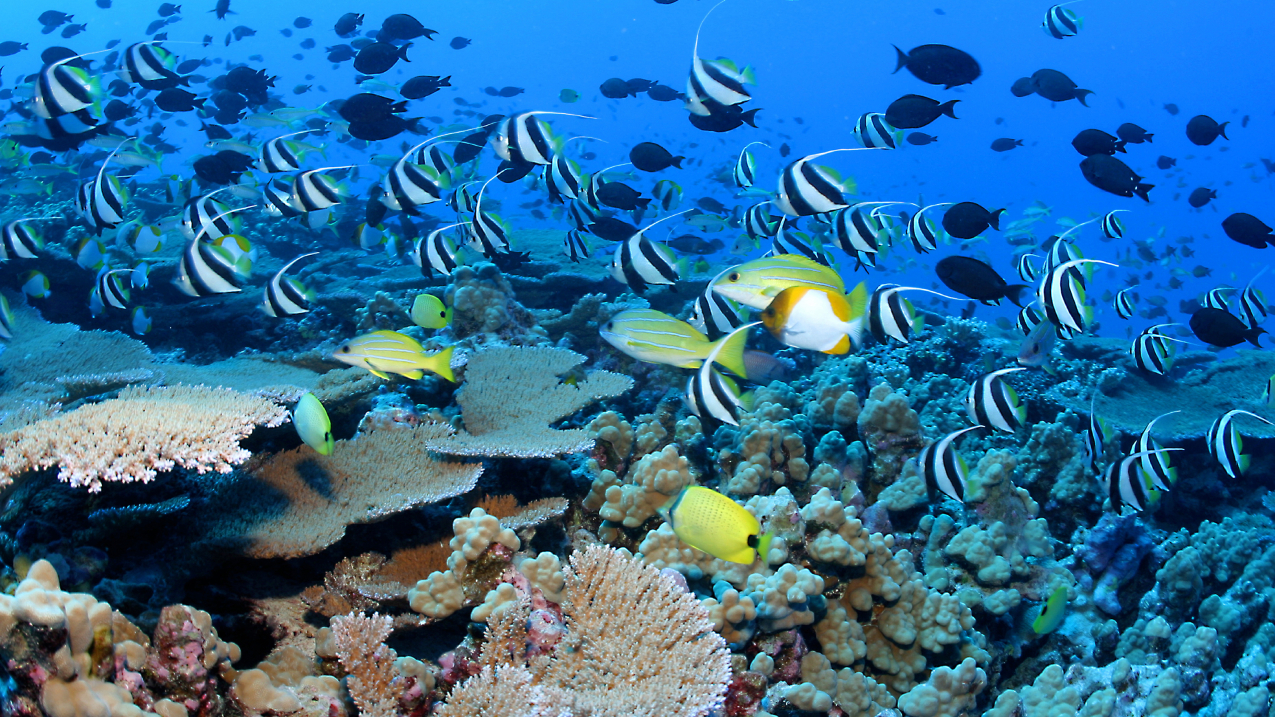 Marine biodiversity is the variability among living organisms in the ocean and Great Lakes. This variability exists at all levels of complexity from the genetic level, within species, and across ecosystems or biomes.