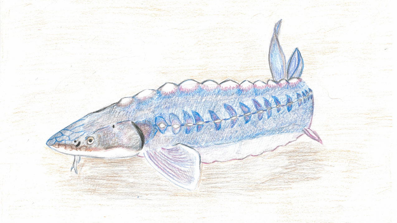 NOAA Fisheries’ Marine Endangered Species Art Contest winner, ninth grade: Shortnose Sturgeon, by Isabel O. 