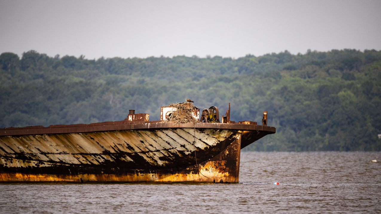 The historic shipwrecks of Mallows Bay-Potomac River National Marine Sanctuary provide habitat for birds and other wildlife.