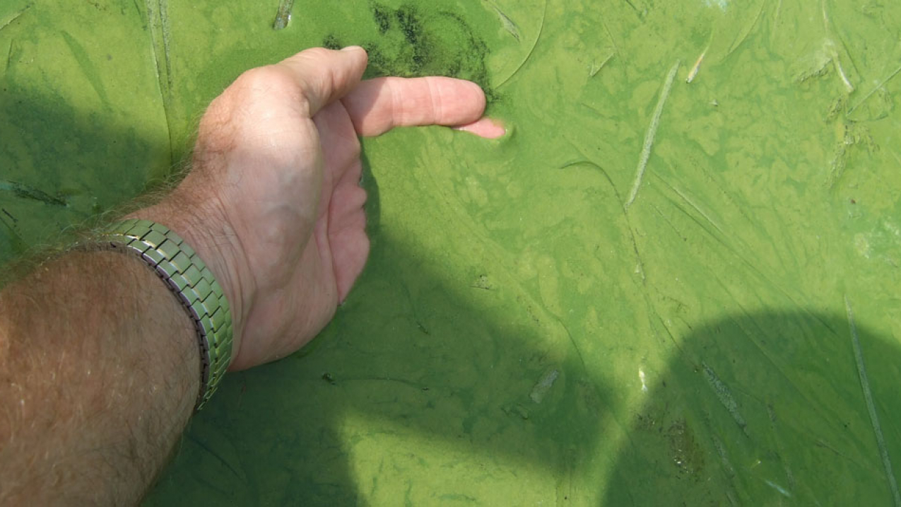 Ohio Sea Grant's Dr. Jeff Reutter documents an algal bloom in Lake Erie.