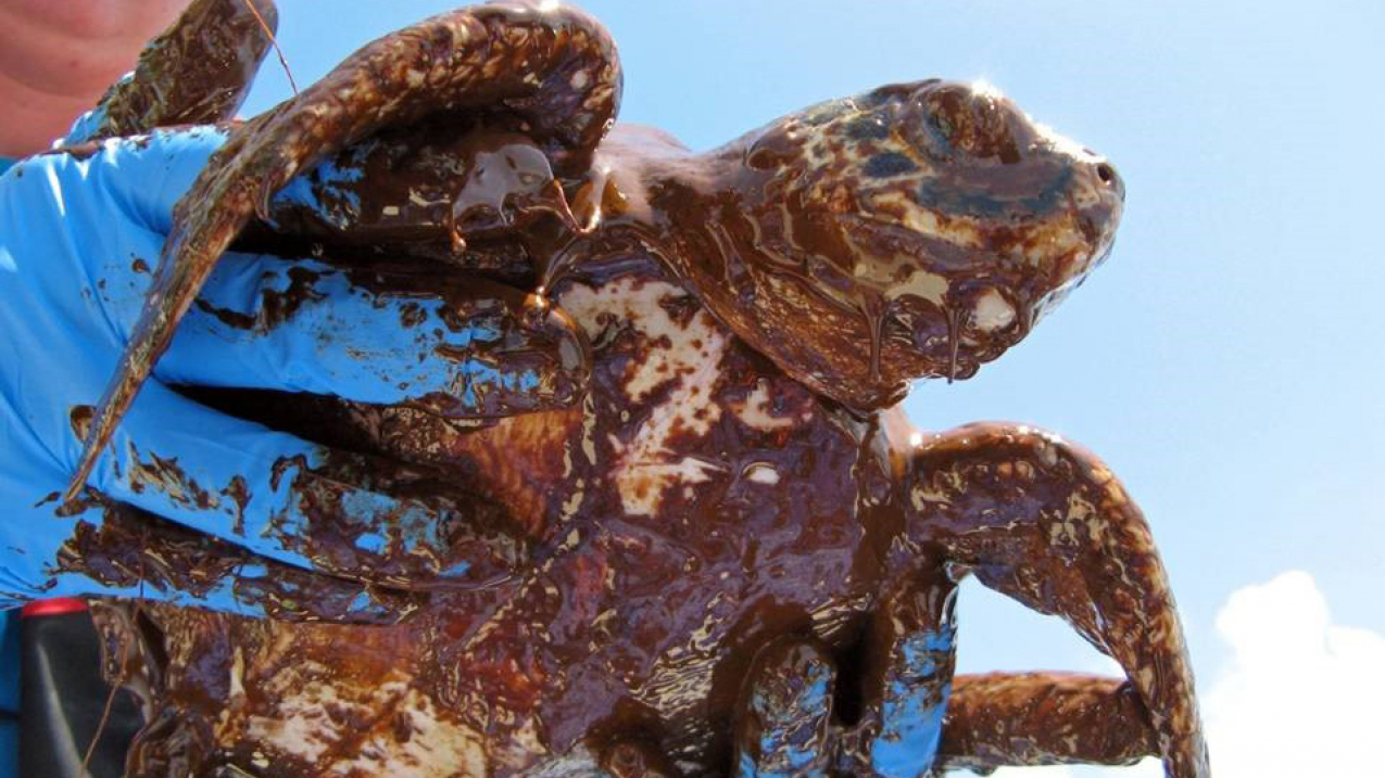 A sea turtle covered in oil.
