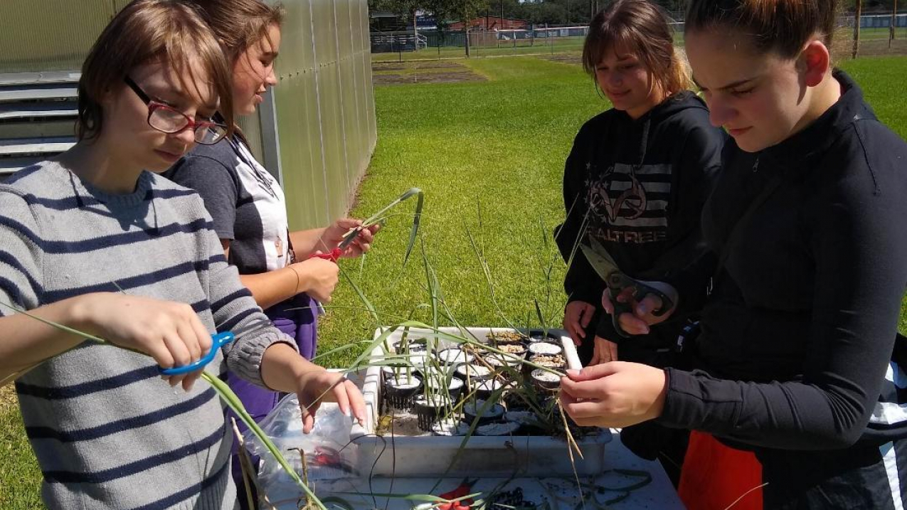 Students from Westlake High School start bitter panicum sprouts at Aquaponics Lab. Full grown plants will be used in the planned spring planting.
