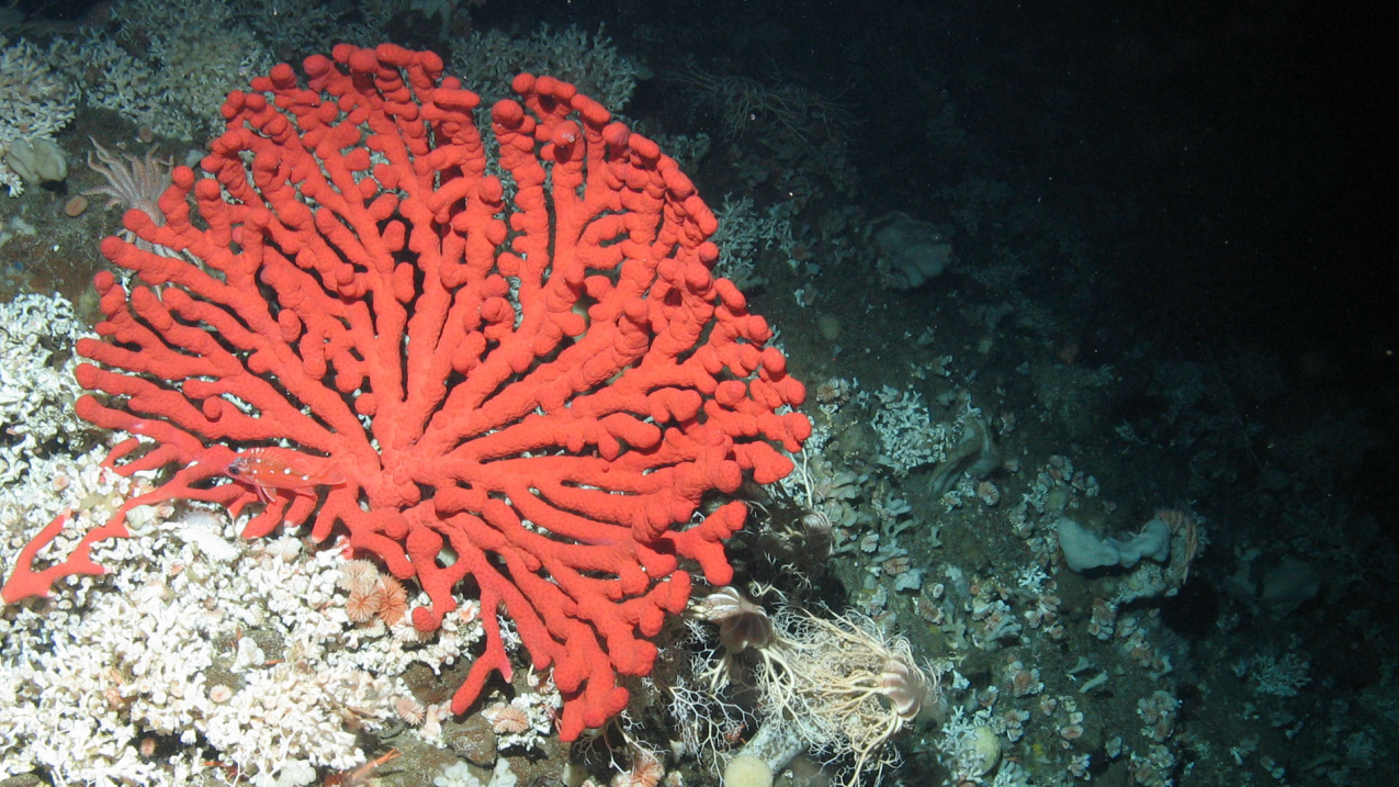 Deep-sea scleractinian coral Lophelia pertusa with a bubblegum octocoral (in red, Paragorgia sp.) at 300 meters depth on Piggy Bank in Southern California’s Channel Islands National Marine Sanctuary.  