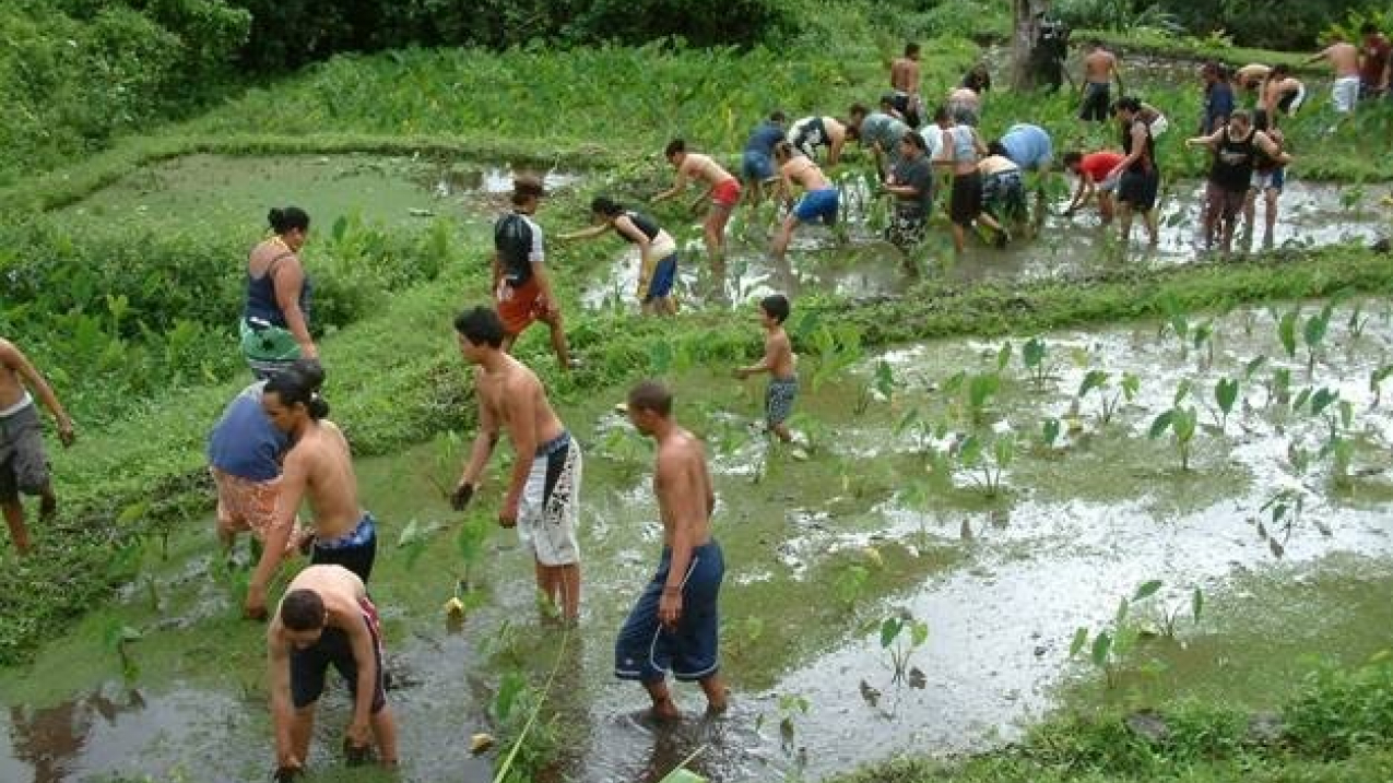 High school students weed the loʻi (wet taro patch) doing habitat restoration, while also connecting to their ahupuaʻa. 