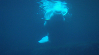 AI Streamlines Acoustic ID of Beluga Whales