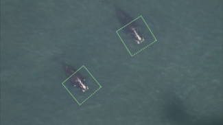 Two whale photos tagged for AI detections.