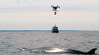 An uncrewed aerial system sails in towards a sei whale to attach an acoustic recording tag that will help monitor impacts of human-caused noise on whale behavior. 