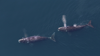 These two rare North Atlantic right whales were photographed by the NOAA's Northeast Fisheries Center aerial survey team in May 2016.
