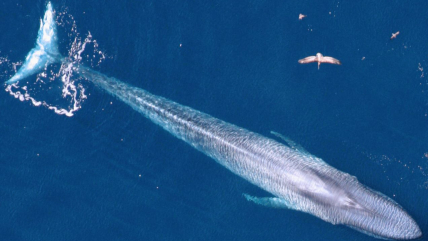 A blue whale photographed during a survey of marine mammals in the eastern Pacific ocean basin, conducted by the Marine Mammal and Turtle Division at NOAA Fisheries' Southwest Fisheries Science Center.