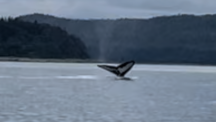 A whale tail is sticking out of the water under an overcast sky.