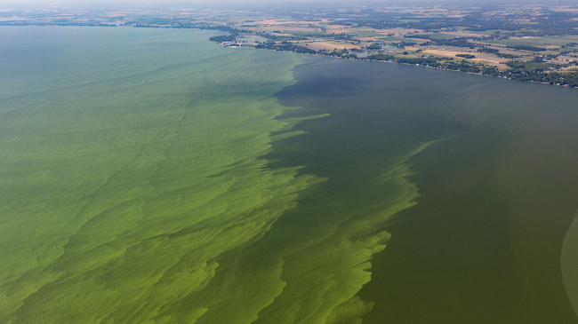 This is an algal bloom in the western basin of Lake Erie, as seen by aircraft during a flyover in summer of 2019. This airborne campaign is ongoing at NOAA's Great Lakes Environmental Research Laboratory in conjunction with NOAA's monitoring and biweekly sampling in Saginaw Bay. The flyovers are done in collaboration with researchers at NASA Glenn and are funded by the Great Lakes Restoration Initiative.